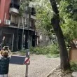 Дърво рухна върху блок в Пловдив