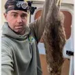 Плъхове колкото котки плъзнаха из Великобритания СНИМКИ