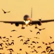 Помислиха ято птици за дрон: Въздушна тревога блокира полети до Вилнюс