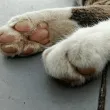 "Днес е коте, утре&hellip;": Жена сигнализира за стрелба по животно в пловдивско село