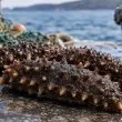 3,5 кг морска краставица, тиксо и автобус за Китай. Митничарите развалиха плана