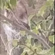 Мечок мина на олинклузив в Карлово: този път нахлу в двор за смокини ВИДЕО