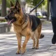 Кучето на доктор захапа жена във Видин. Съпругът ѝ твърди, че не е за първи път