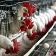 Откриха огнище на птичи грип в Пловдивско