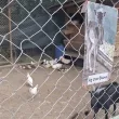Адът в &bdquo;Райски кът": Сърна е затворена с кози и птици, козел я напада ВИДЕО