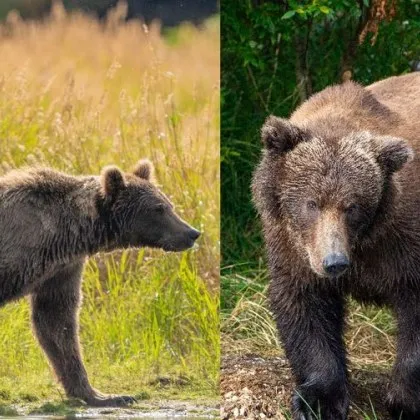 Коя е най-дебелата мечка? Публиката избира новия шампион