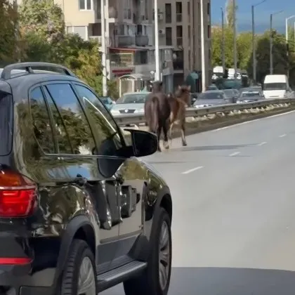 Опасно! Коне тичат пред колите из София СНИМКИ