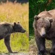 Коя е най-дебелата мечка? Публиката избира новия шампион