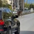 Опасно! Коне тичат пред колите из София СНИМКИ