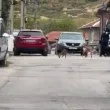 Твърдят, че глутница кучета разкъсала котка пред очите на дете