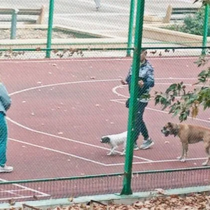 Редно ли е? Домашни кучета "превзеха" игрище СНИМКИ