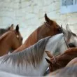 Спипаха млади конекрадци, вилнели в Пловдивско