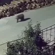 Мечка броди по улиците на родопско село ВИДЕО