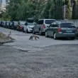 Лисана се разходи из столицата СНИМКА