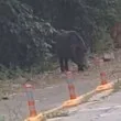 Внимавайте! Диви прасета превзеха любоми място за отдих ВИДЕО