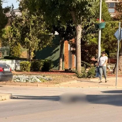 &bdquo;Блъснаха кученце и продължиха": Жена разказва за жестока гледка в Козлодуй