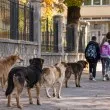 Родители алармират за глутница край училище в Монтана: Деца тичат от страх