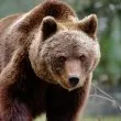 Русия готви мерки срещу мечките, избиха над 20 души