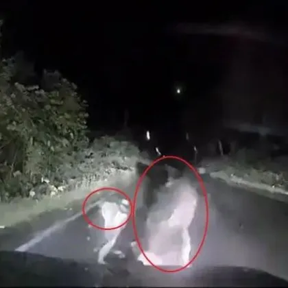 Огромна мечка се нахвърли на колата на шофьорка ВИДЕО
