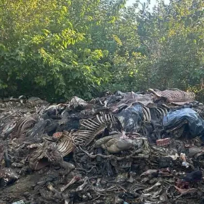 Разкриха нелегална кланица за коне край Сливен, откриха 200 кг месо