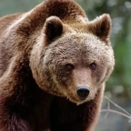 Разрешиха отстрела на над 850 мечки