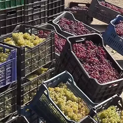 Няма кой да го купи: Тонове българско грозде ще изгният по лозята