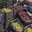 Няма кой да го купи: Тонове българско грозде ще изгният по лозята