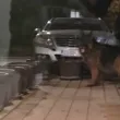 Едро куче подгони жена в инвалидна количка в София ВИДЕО