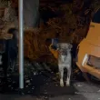 Глутница кучета притеснява жители на кв. "Горубляне" - хапят се едно друго ВИДЕО