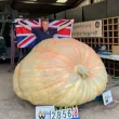 Близо 1300 килограма: Най-тежката тиква расте в Англия