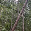 Дърво се "подпря" на електрически кабел в Стара Загора СНИМКА