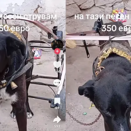 Мрежата кипи заради ВИДЕОКЛИПОВЕ с лошо отношение към куче