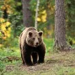 Мечки край домовете: Нов сигнал в Сандански, страхът в Гьоврен остава