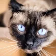 Паразит при котките крие риск и за хората: Инфекциите зачестяват през зимата