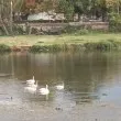 Белоснежни гости се появиха на почивка насред Пловдив СНИМКИ