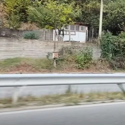 Космат нарушител хукна срещу шофьори ВИДЕО