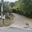 Глутница бездомни кучета изпълни улицата на черноморско село СНИМКИ