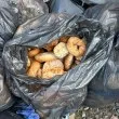 Чували с хлебни питки до контейнер край "Билла" предизвикаха възмущение СНИМКА