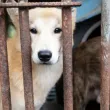 Спасиха десетки кучета от ферма за месо в Южна Корея
