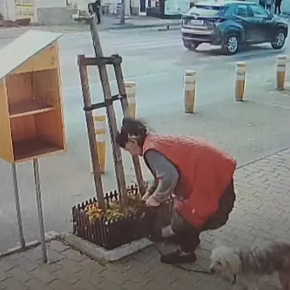 Вместо да се любува на цветята, жена ги изкорени и прибра в торба ВИДЕО