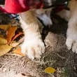Археолози откриха следи от кучешки лапи на четири хиляди години в Западна Турция