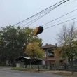 Необичайна гледка в Димитровград: Огромен пън виси на жици над оживен булевард СНИМКИ