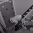 Плевенска история с една стелка и нула задръжки ВИДЕО