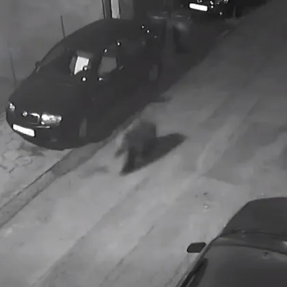 Мечка се появи на улица в наш град! ВИДЕО