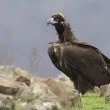 Мистерия в Австрия: Лешояд от България изчезна, полицията подозира престъпление