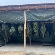 Удар в Пазарджишко: Полицията откри 159 растения канабис и 103 кг марихуана