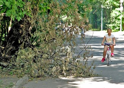 Опасни дървета ни дебнат на Лаута