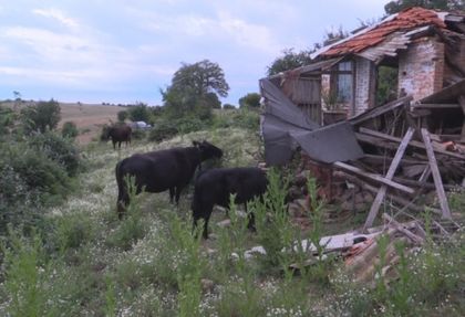Нечувани зверства върху крави заради паша на нос Емине