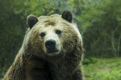 Мечка е забелязана край Радомир