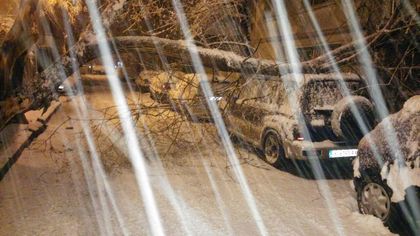 СНИМКИ: Дърво падна върху джип в Пловдив. Друго се подпря на къща